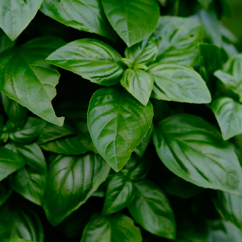 Living Basil & Herb Duo β Fresh Produce at Peasley Store