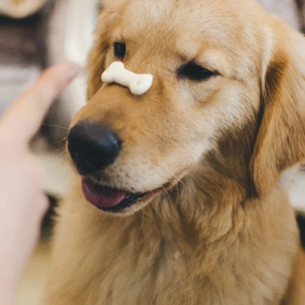 Peanut Butter Training Bites — Pet Supplies at Peasley Store